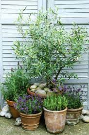 This Is Why You Need Olive Trees In Your Home And Garden Courtyard Gardens Design French Garden Design Small Courtyard Gardens