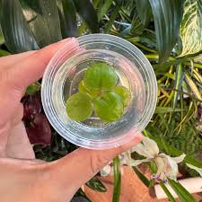 Image result for Limnobium laevigatum