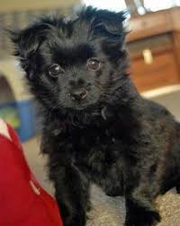 The truth is, nobody is sure when and where a hybrid like a yoranian first showed up. Yorkie Pomeranian Poodle Mix Cheap Buy Online