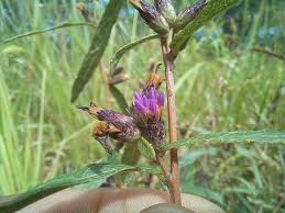 Image result for Vernonia zambiana
