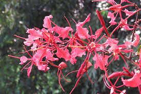 Image result for Bauhinia macrantha