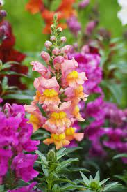 Butterflies Adore Penta Flowers Snapdragon Flowers Snapdragons Annual Flowers