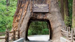 While more buildings that surpass these ones are sure to come up in time, don't let that stop you from checking out these. California Redwood Trees 5 Ways To See The Massive Trees