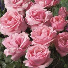 We did not find results for: Rose Queen Elizabeth Garden Express