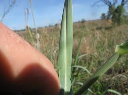 Image result for Panicum coloratum