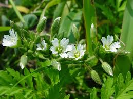 Image result for Cerastium