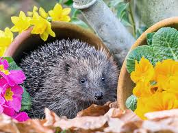Igel Im Garten Nutzling Oder Schadling Was Tun Wohnnet At