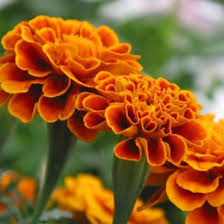 Order wholesale flowers online and receive fast delivery from our farms direct to you China Marigold Flower Extract 5 Zeaxanthin Bulk Powder China Zeaxanthin Zeaxanthin Bulk