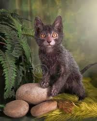 Aqui So Entram Gatos Gato Lykoi Ou Gato Lobo Fofurices Felinas Pinterest Gatos Cat And Animal