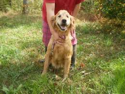 The average size of a goldador litter is five to 10 puppies. Malayah An Intelligent Lab Golden Retriever Mix Puppy 7 Months For Sale In Indianapolis Indiana Classified Americanlisted Com