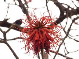 Image result for Antopetitia abyssinica