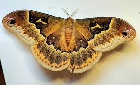 Image result for Rothmannia macrosiphon