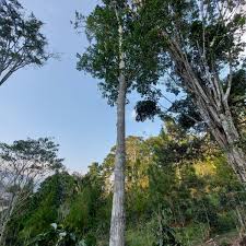 Image result for Cedrela