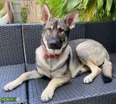 Because of this, they've always been satisfying to look at, whether it's a black sable german shepherd or a silver sable german shepherd. Stud Dog Sable German Shepherd Silver 1 Yr Old With Pedigree Breed Your Dog