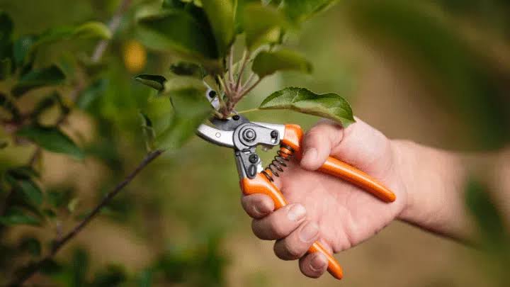 Tree Cutter Services: Best Local Experts