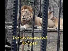Tarsus Hayvanat Bahcesi Youtube