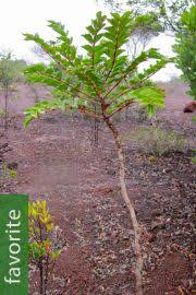 Image result for Polyscias fulva