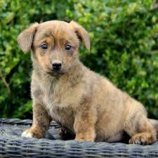 I am a small hobby breeder, located in central wisconsin and have been involved with raising dogs most all of my life, starting as a child, when my mom raised pomeranians and my dad raised the occasional litter of beagles. Dorgi Puppies For Sale Greenfield Puppies