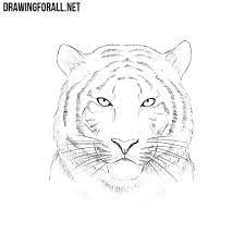 Focus on the face of the tiger. How To Draw A Tiger Head