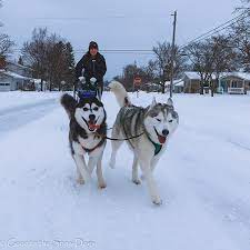 Maybe you would like to learn more about one of these? Https Www Thealpenanews Com Life Lifestyles 2020 09 Alpena Couple Siberian Huskies Near Social Media Milestone