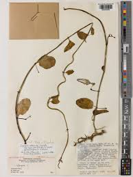 Image result for Agelanthus tanganyikae