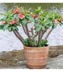 Image result for Euphorbia corniculata