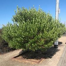 Image result for Dodonaea viscosa