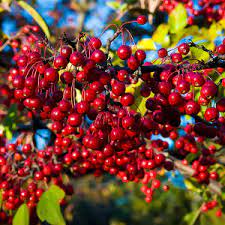 We did not find results for: Fruit Trees Order Fruit Trees Online The Tree Center