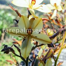 Image result for Wachendorfia