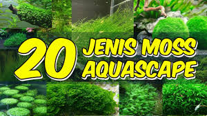 20 Jenis Moss Aquascape Youtube