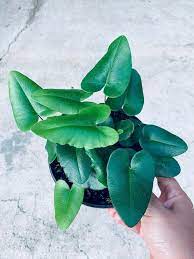 6 Heart Leaf Fern Heart Fern Heartleaf Hemionitis Arifolia Tongue Fern Dwarf Fern Container Garden Succulents Container Flowers Fern Plant