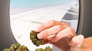 But when they put it up on the website, someone higher up took umbrage with that and had them take it down. the tsa declined to comment on the situation, other. Is It Legal To Take Weed On A Plane Understand The Facts