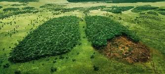 Kết quả hình ảnh cho environment protection