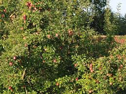 Wüchsigkeit und obstertrag des gehölzes hängen wesentlich von der richtigen art und weise des baumsetzens ab: Obstbaume Obstbaumarten