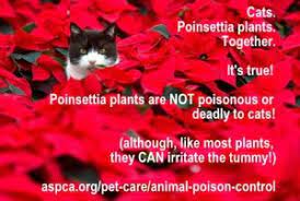 Are Poinsettias Poisonous To Cats No Metro East Home Vet Care