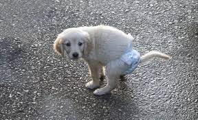 7 Diy Dog Diaper Ideas Homemade Puppy Diapers For Messes