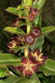 Image result for Pachycarpus concolor