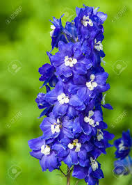 Espuela De Caballero Una Planta De Jardin Popular De La Familia De Los Ranunculos Que Lleva Los Picos Altos De Flores Azules Fotos Retratos Imagenes Y Fotografia De Archivo Libres De Derecho