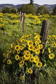 *=multiple images on detail page search our database: Redemption Wild Flowers Nature Sunflower