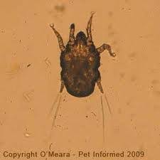 Image result for what do otodectes cynotis look like in dog fur