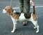 Beagle Size Chart