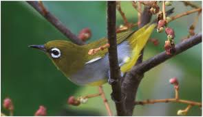 Balu mostly used in an acronym unix commands in category computing that means birmingham area linux. Zosterops White Eyes In Continental South East Asia 1 Proposed Refinements To The Regional Definition Of Oriental White Eye Z Palpebrosus