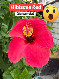 Image result for Hibiscus Red 2016 Vito