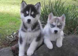 Find the perfect puppy for you and your family. 2013 Siberian Husky Puppies Notices For Sale In Baton Rouge Louisiana Sportsman Classifieds La