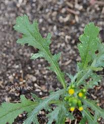 Image result for Senecio vulgaris