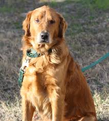 Training games with people who love him has become jocko's favorite activity! Pin On Adoptables