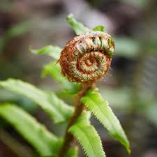 Image result for Polystichum transvaalense