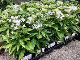 Image result for Pentas schumanniana