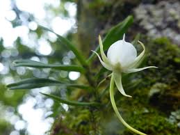 Image result for Angraecum conchiferum