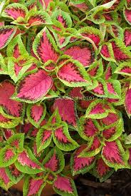 Colelus Watermelon Solenostemon Foliage Plant Plant Flower Stock Photography Gardenpho Partial Shade Plants Backyard Flowers Beds Flower Stock Photography